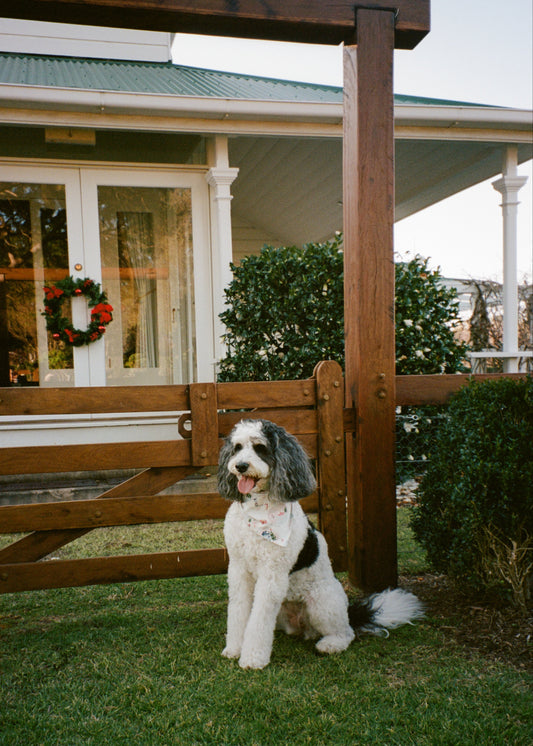 Jolly Pet Bandana *Pre-Order
