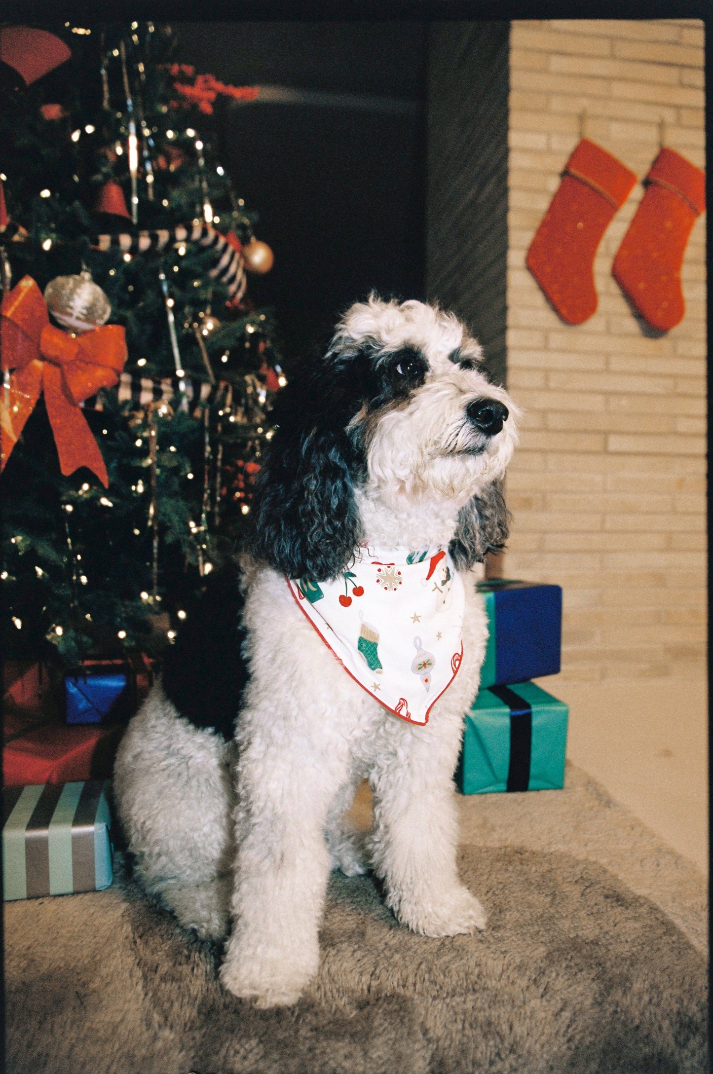 Jolly Pet Bandana