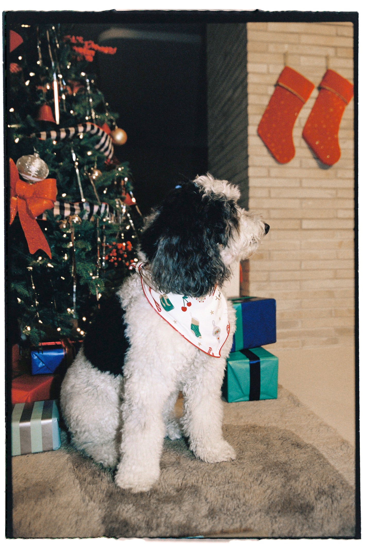 Jolly Pet Bandana