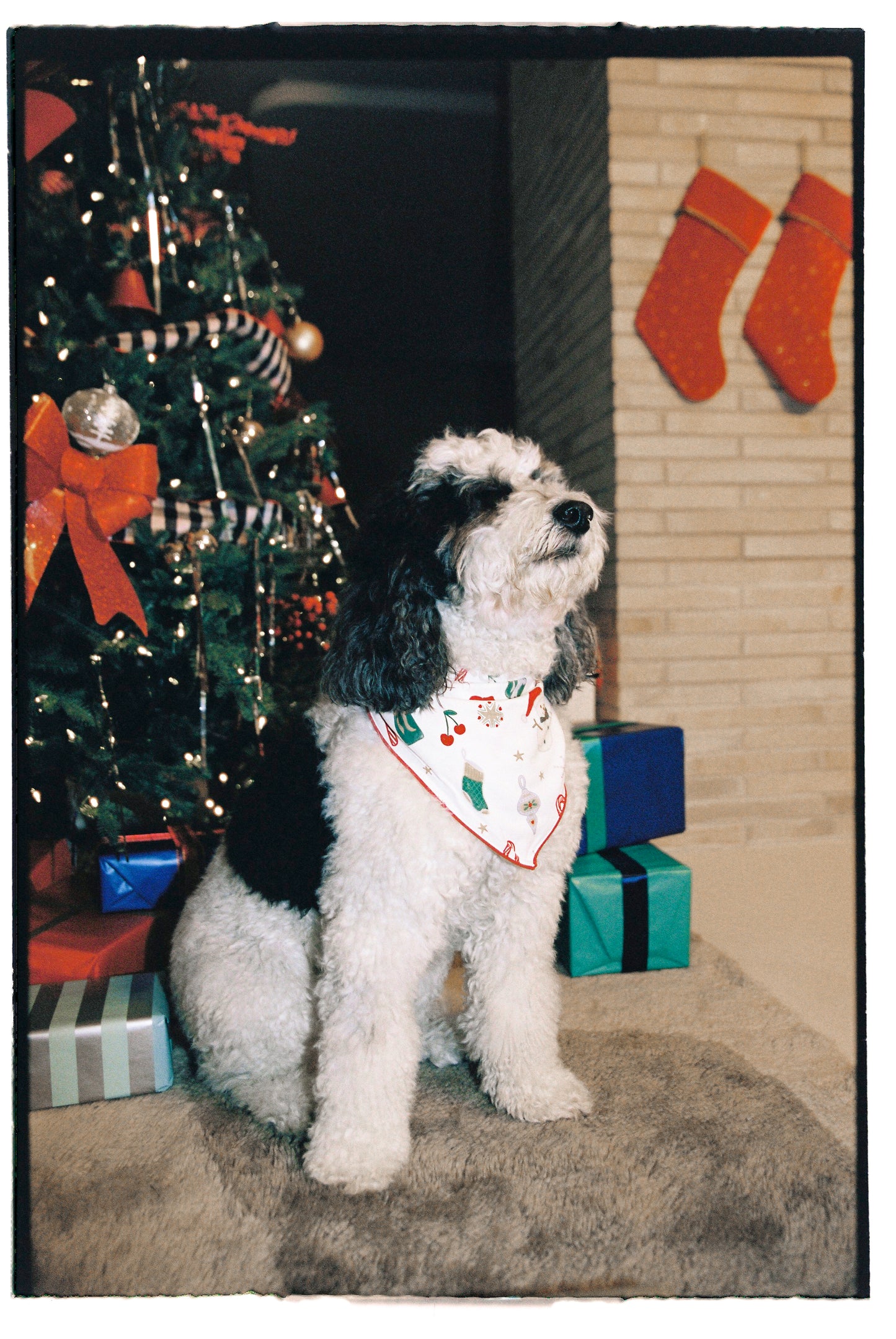 Jolly Pet Bandana