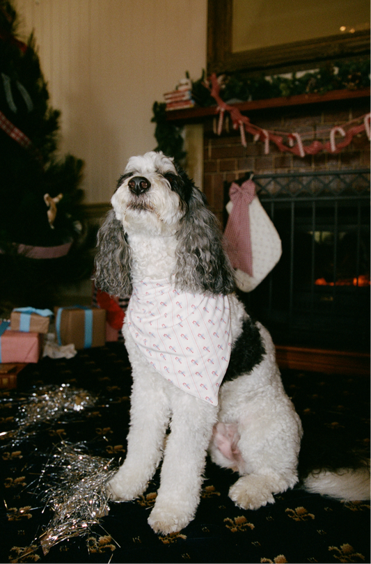 Candy Pet Bandana *Pre-Order