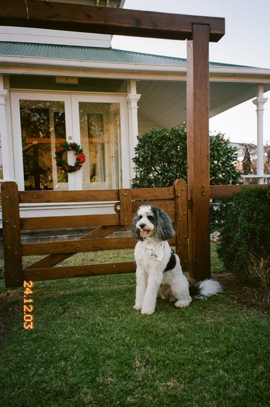 Jolly Pet Bandana *Pre-Order